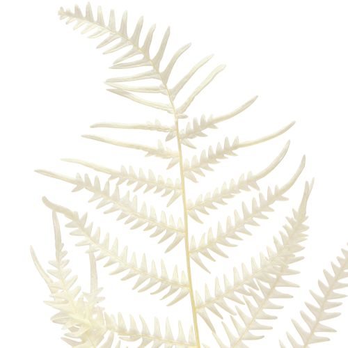 Artikel Bregneblade Hvid Bregnetørret Bleget 50cm 10 stk