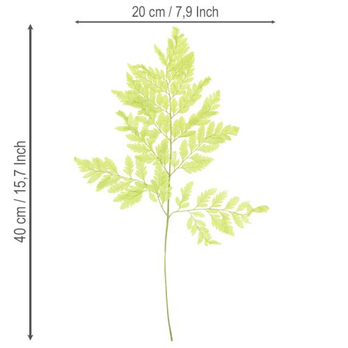 Artikel Bregner: Konserveret naturmateriale af høj kvalitet til langvarige dekorationsprojekter, 40 cm, 10 stk.