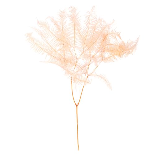Tørrede bregneblade, bregnedekoration til vaser, 60 cm, 10 stk.