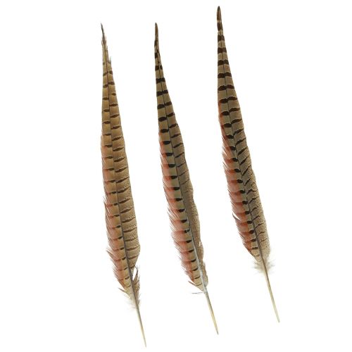 Floristik24 Fasan Fjer Dekoration Ægte Fjer Natur 40cm 9 stk