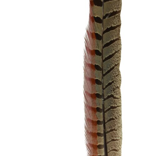 Floristik24 Fasan Fjer Dekoration Ægte Fjer Natur 40cm 9 stk