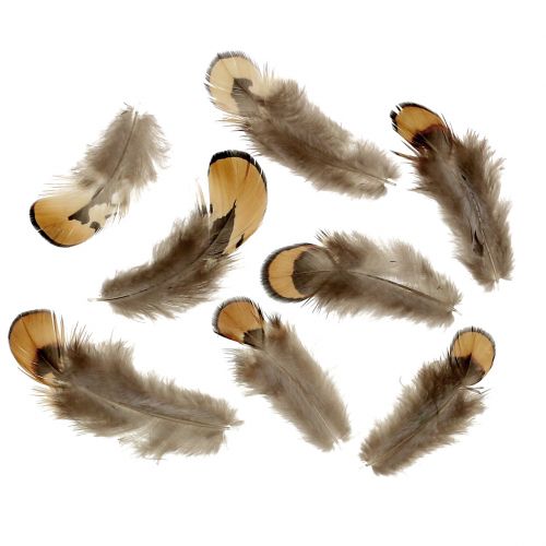 Floristik24 Fjerblanding naturligt 12g