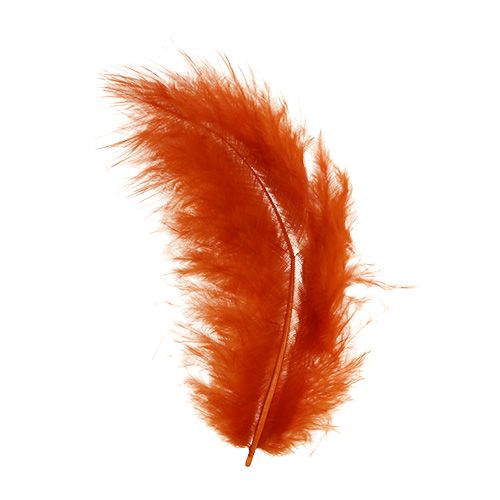 Floristik24 Fjer kort mørk orange 30g