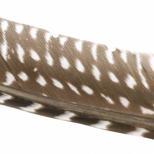 Floristik24 Naturlige fjer 18 - 24 cm 10g