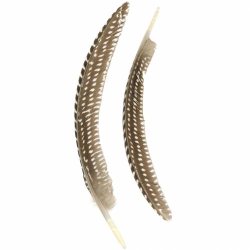 Floristik24 Naturlige fjer 18 - 24 cm 10g