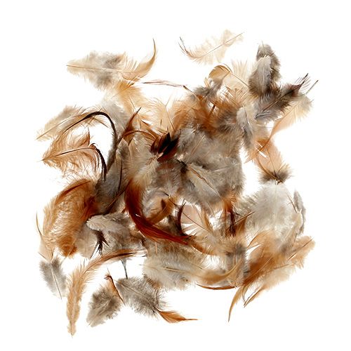 Floristik24 Fjer sortering. 5-15cm natur 228stk