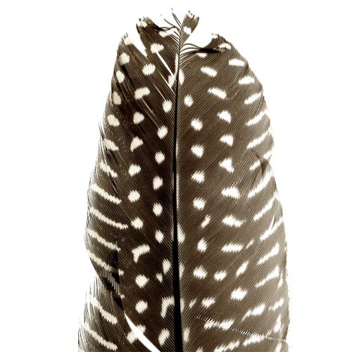 Floristik24 Naturlige fjer 16cm - 20cm 8g