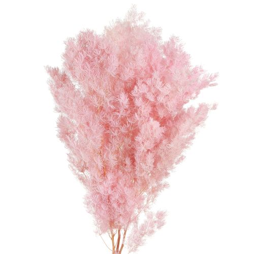 Floristik24 Fjer asparges Tør dekoration Asparges Pink 55-70cm 100g