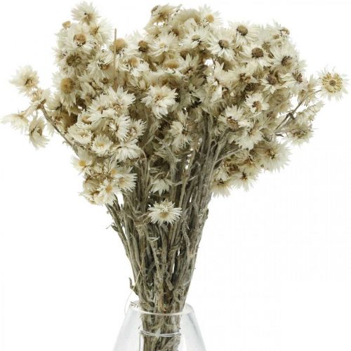 Artikel Mini Halmblomst Hvid Tørret Blomst Deco Klippeblomst H20cm 15g