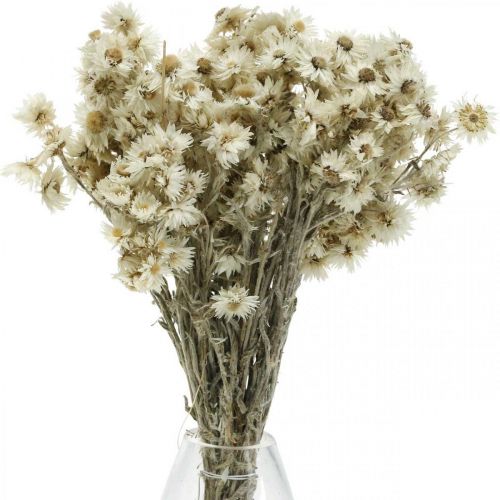 Floristik24 Mini Halmblomst Hvid Tørret Blomst Deco Klippeblomst H20cm 15g