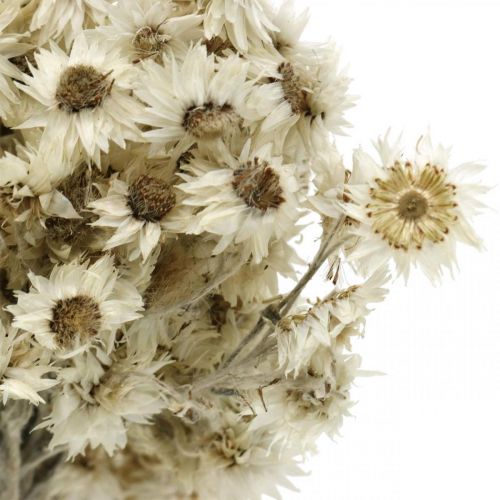 Artikel Mini Halmblomst Hvid Tørret Blomst Deco Klippeblomst H20cm 15g