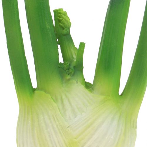 Floristik24 Fennikel 15 cm