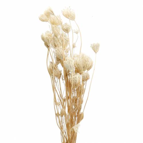 Artikel Blegede tørrede blomster fennikel 100g