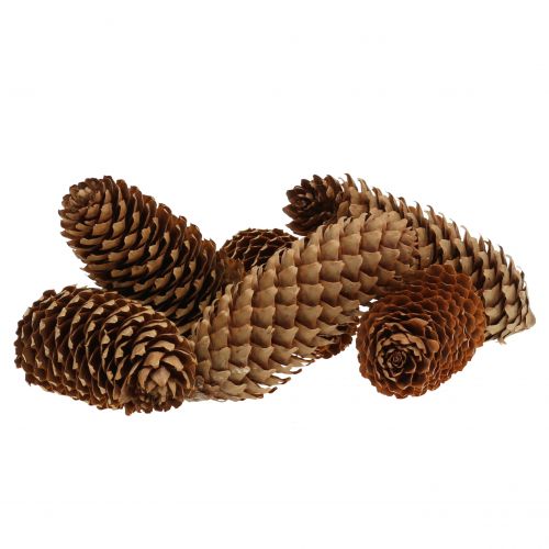 Floristik24 Grankogler natur 13cm 12 stk