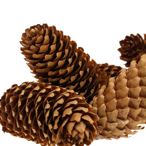 Floristik24 Grankogler natur 13cm 12 stk