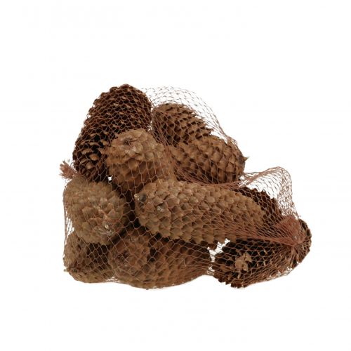 Floristik24 Grankogler natur 13cm 12 stk