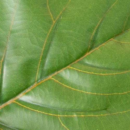 Kunstig Ficus lyrata 120 cm dekorativ til stuen | Floristik24.dk