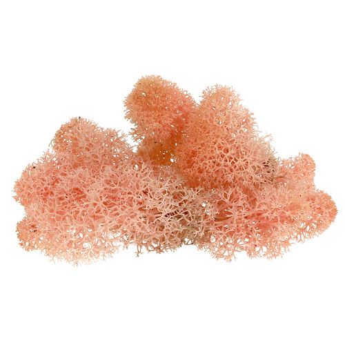 Artikel Dekorativ mos Island mos pink 400g