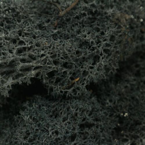 Artikel Dekorativ mossort konserverer islandsk mos til kunsthåndværk 400g