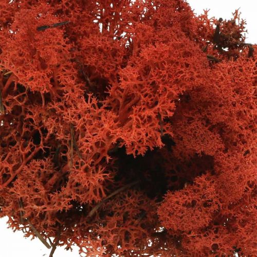 Dekorativ mosrød Siena naturlig mos til kunsthåndværk, tørret, farvet 500g