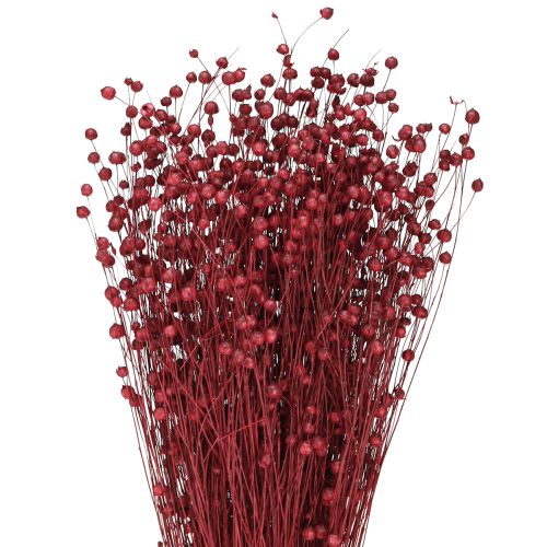 Floristik24 Hør Bordeaux Rød Tørrede Dekorationsblomster L55cm 80g