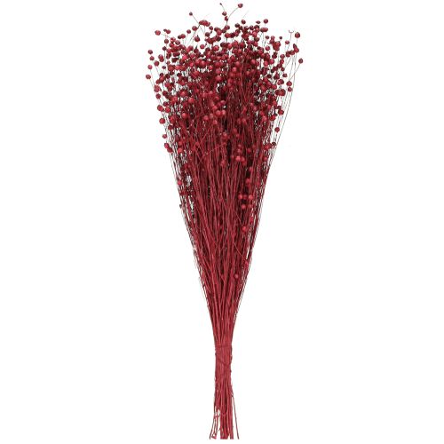 Floristik24 Hør Bordeaux Rød Tørrede Dekorationsblomster L55cm 80g