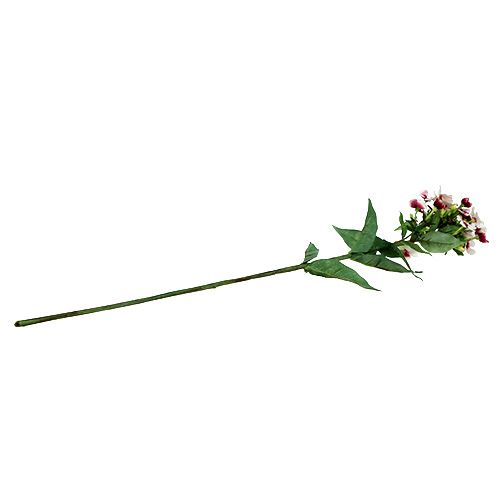 Floristik24 Flammeblomst hvid 72cm