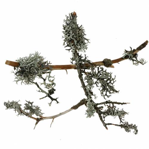 Lavmos grå mos med grene 750g