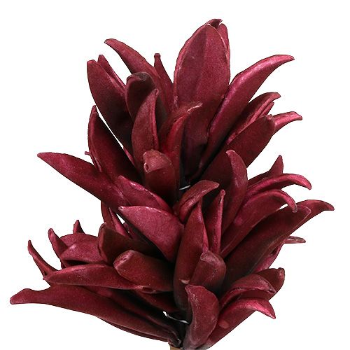 Floristik24 Skumblomst Bordeaux 14cm L66cm