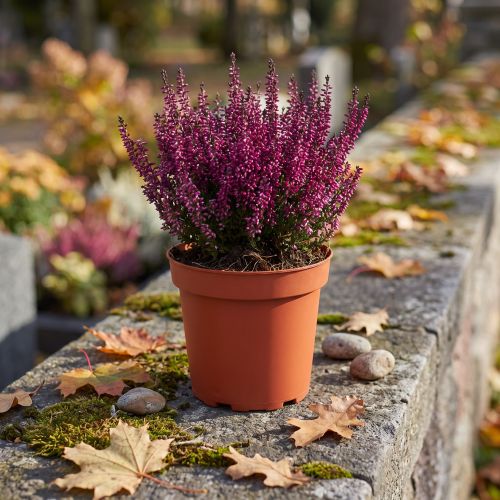 Plantepotte plast Ø19cm 10stk | Floristik24.dk