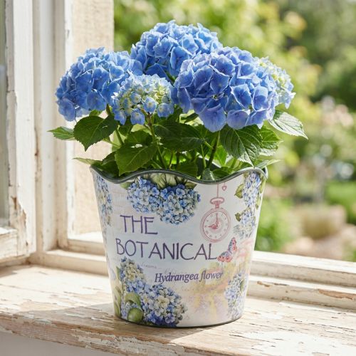 Plantekasse plast urtepotte sommerhortensia Ø16,5cm H13,5cm | Floristik24.dk