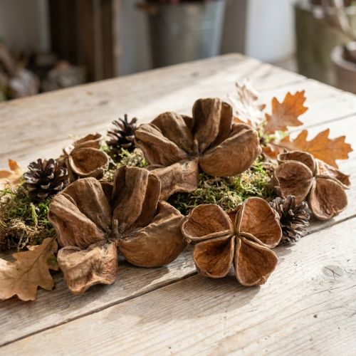 Landlotus Natur 50 stk. | Floristik24.dk