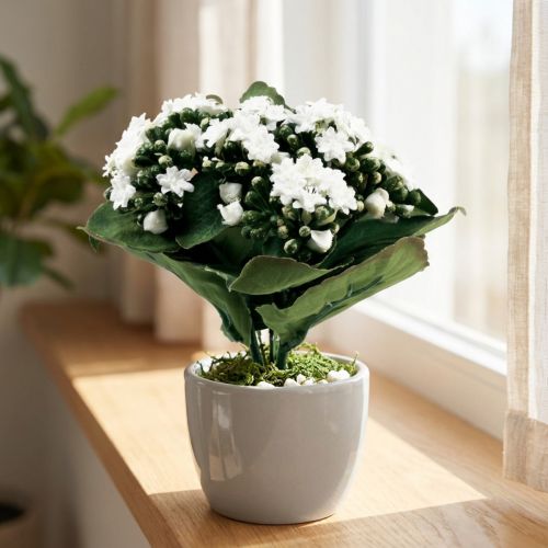 Kunstig Kalanchoe Flaming Käthchen Hvid 24cm | Floristik24.dk