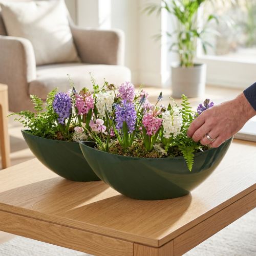 Stilfuld bådskål i mørkegrøn - perfekt til udplantning - 39cm 2stk | Floristik24.dk