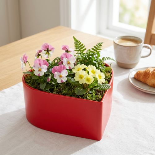 Romantisk plante hjerte plante skål hjerte rød 15×15×7cm 3stk | Floristik24.dk