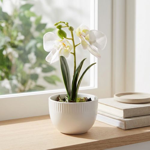 Mini orkideer kunstige hvide orkideer i potte 15cm | Floristik24.dk