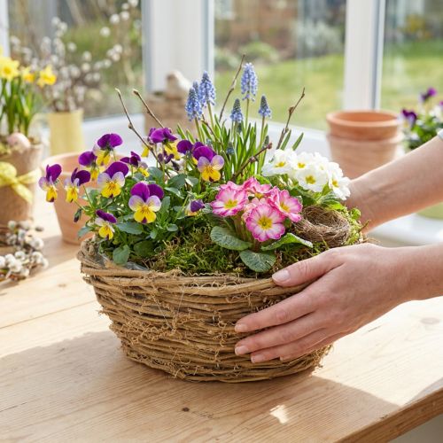 Planteskål, rund, vinstokdesign, naturlig, Ø23 cm, H9,5 cm | Floristik24.dk