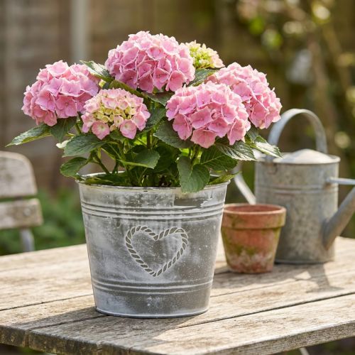 Shabby Chic metal urtepotte med hjerteformet design, Ø22 cm, H17,5 cm | Floristik24.dk
