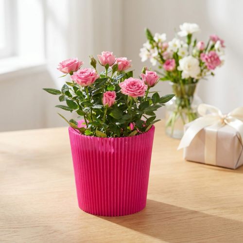 Artikel Plisserede manchetter Cerise 14,5cm 100 stk