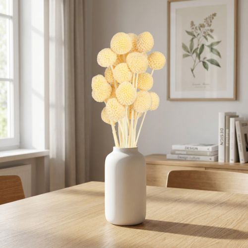 Craspedia Tørrede Blomster Creme Dekoration 20 stk 50-55cm | Floristik24.dk