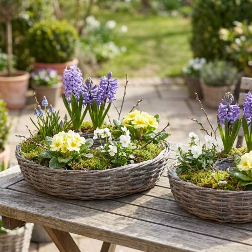 Trærattan planteringe, naturgrå, Ø40/45 cm, sæt med 2. | Floristik24.dk
