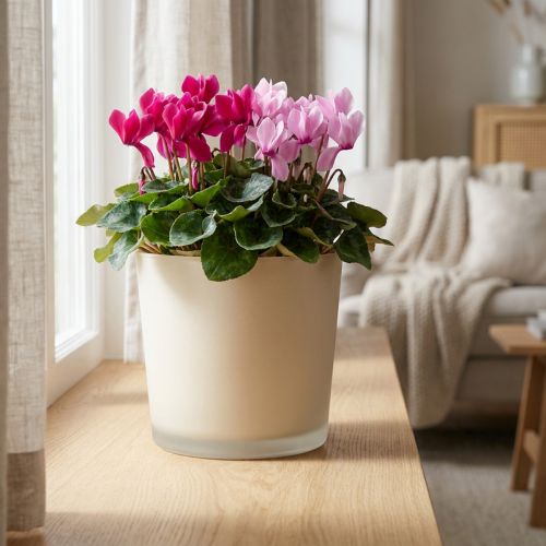 Artikel Glasurtepotte beige plantekrukke glaspotte Ø11,5cm H11cm