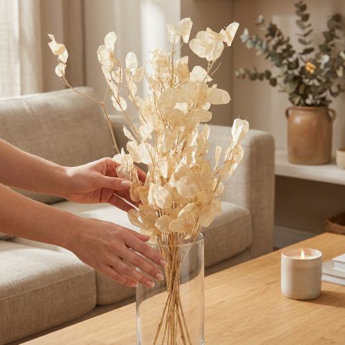 Artikel Tørret sølvblad Lunaria Champagne 65-70cm 20g