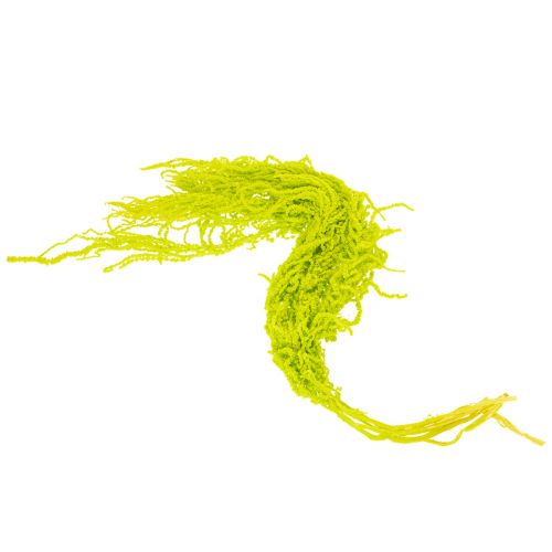 Artikel Tørrede rævehaleblomster, farvede, til speciel boligindretning og unikke detaljer, 100 cm, 5 stk.