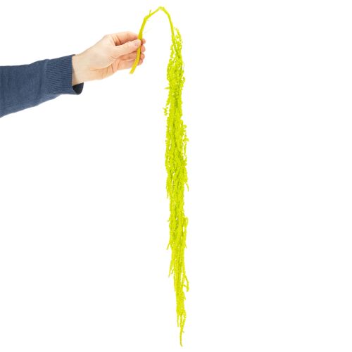 Artikel Tørrede rævehaleblomster, farvede, til speciel boligindretning og unikke detaljer, 100 cm, 5 stk.