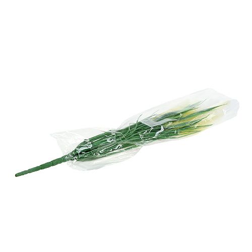 Floristik24 Foxtail græsgrøn, hvid 63cm
