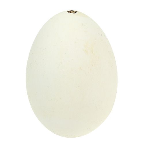 Floristik24 Gåsæg hvid 7cm - 8cm 6stk