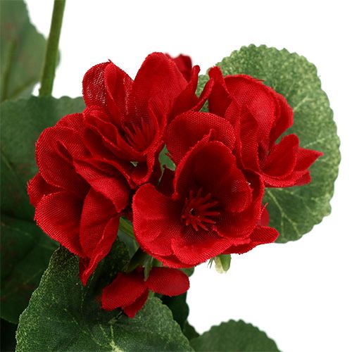 Artikel Geranium busk rød 36cm