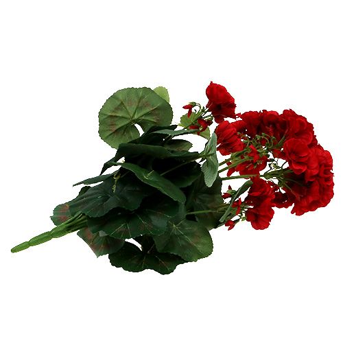 Floristik24 Geranium busk rød 36cm