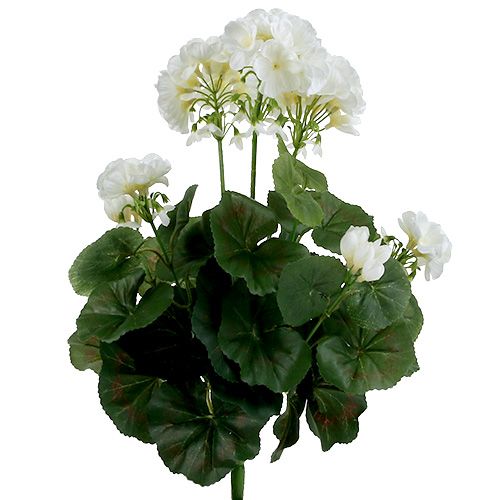 Floristik24 Geranium busk hvid 38cm